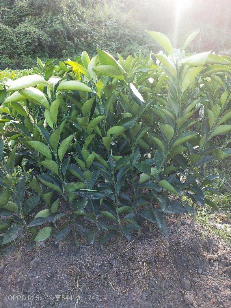 纽荷尔脐橙产地直发