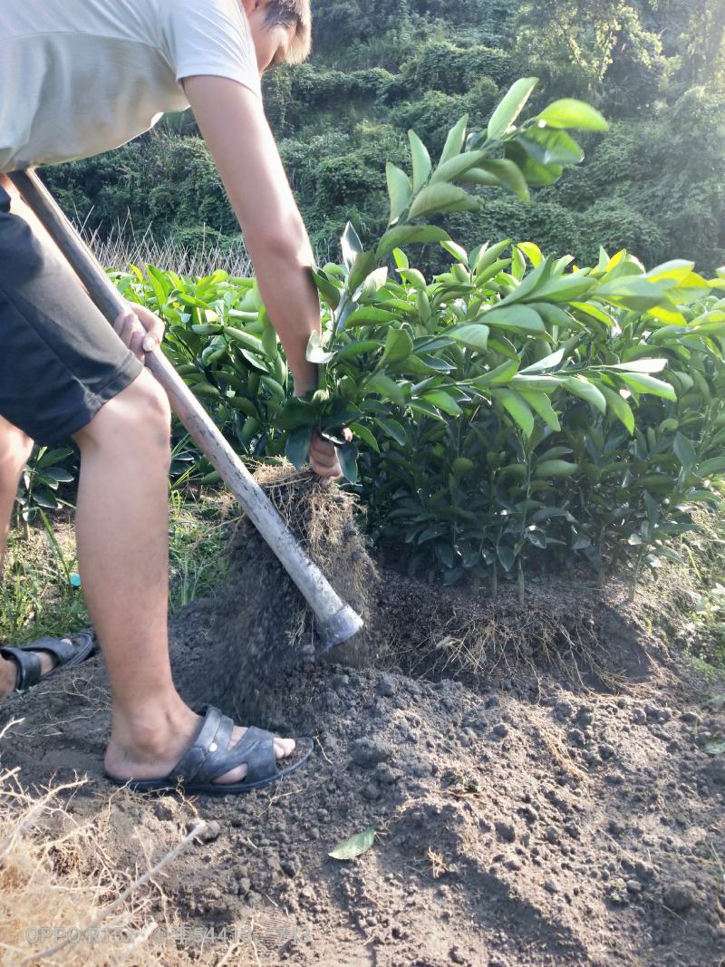 纽荷尔脐橙产地直发