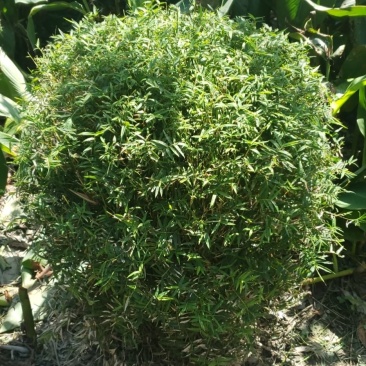凤尾竹球价格，凤尾竹球成都基地货源，凤尾竹图片