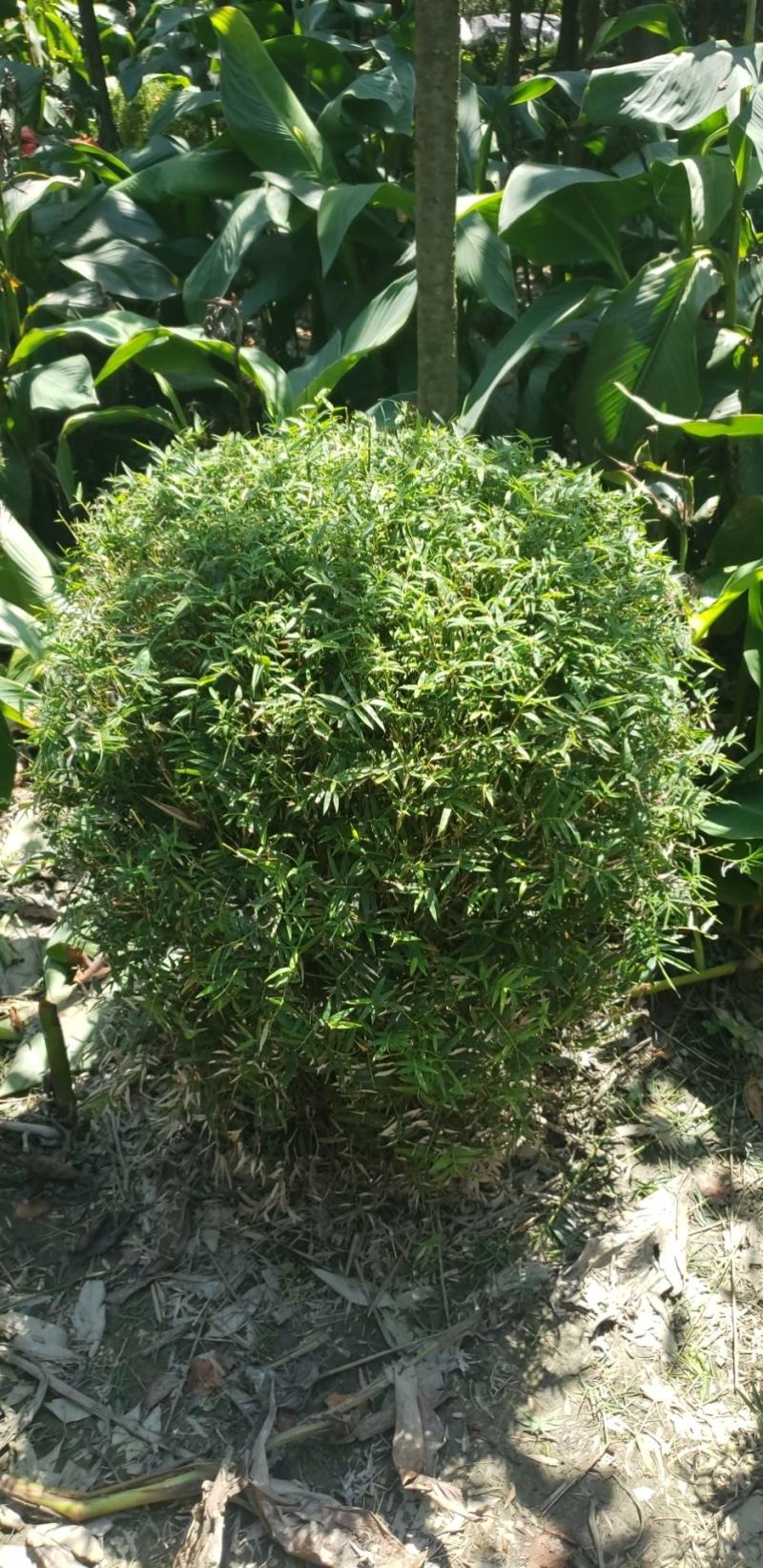 凤尾竹球价格，凤尾竹球成都基地货源，凤尾竹图片