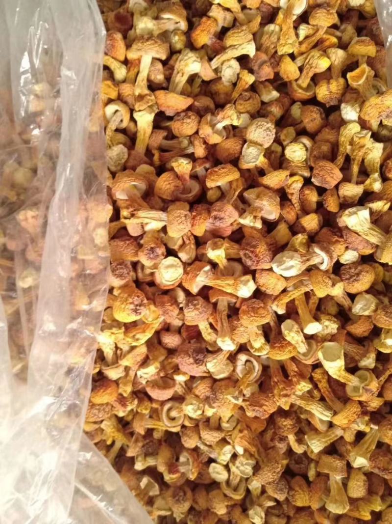 姬松茸中的精品过节送礼佳品