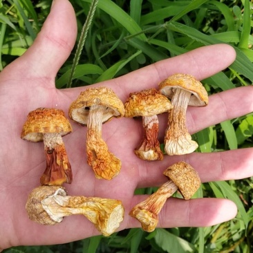 姬松茸中的精品过节送礼佳品