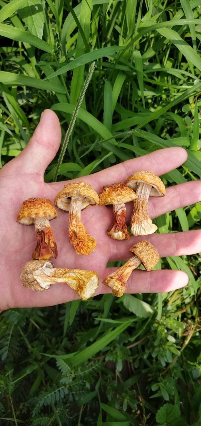 姬松茸中的精品过节送礼佳品