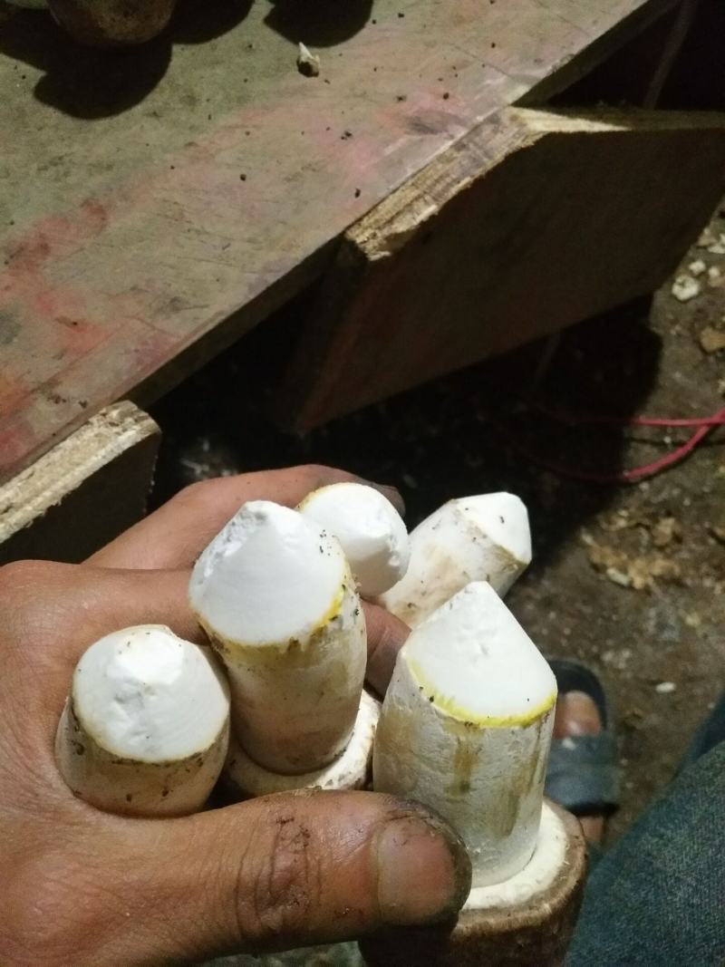 姬松茸中的精品过节送礼佳品