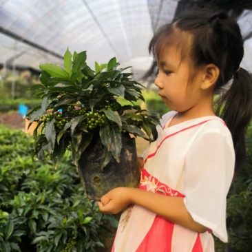 年宵花朱砂根富贵子观赏花基地直供两件起批