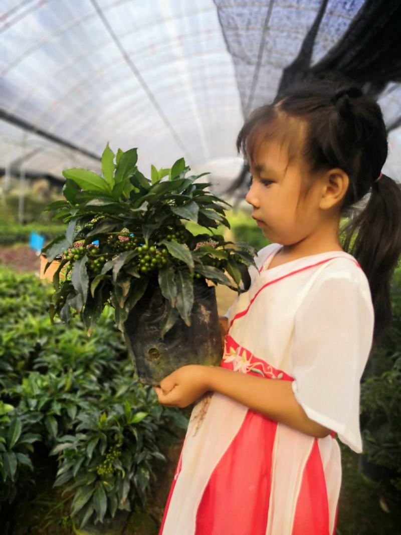 年宵花朱砂根富贵子观赏花基地直供两件起批