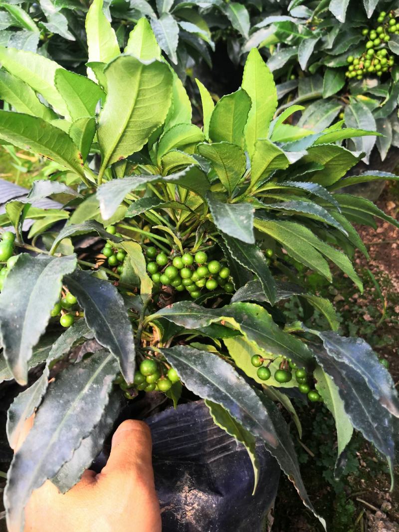 年宵花朱砂根富贵子观赏花基地直供两件起批