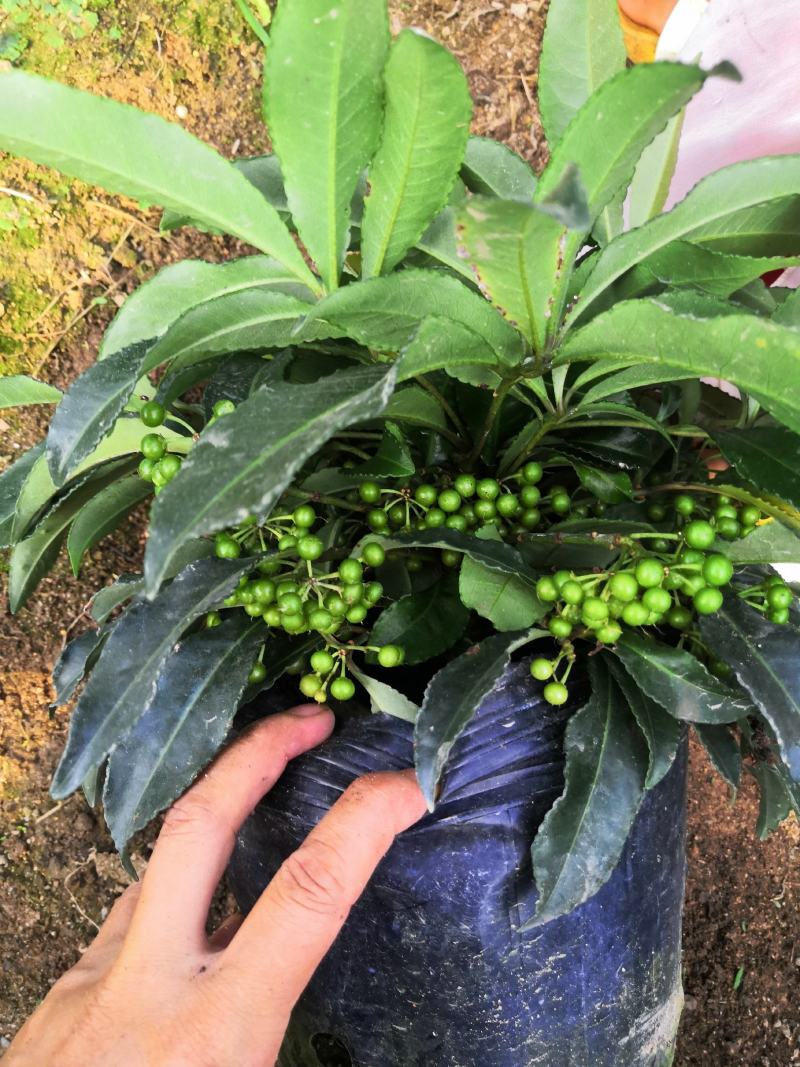 年宵花朱砂根富贵子观赏花基地直供两件起批