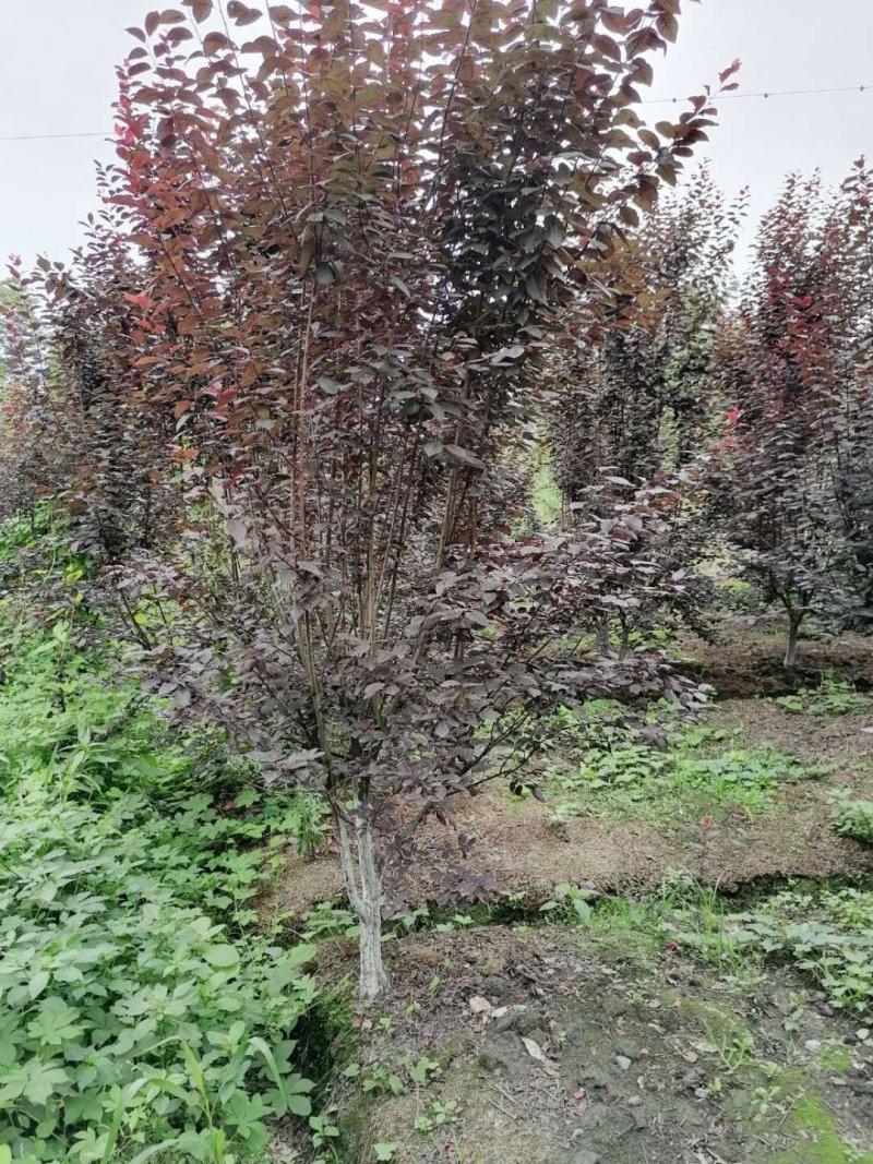 出售红叶李，地分枝红叶李，红叶李4-6公分