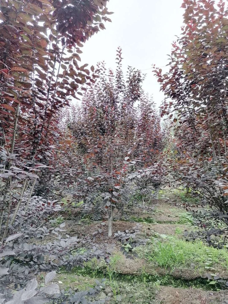 出售红叶李，地分枝红叶李，红叶李4-6公分