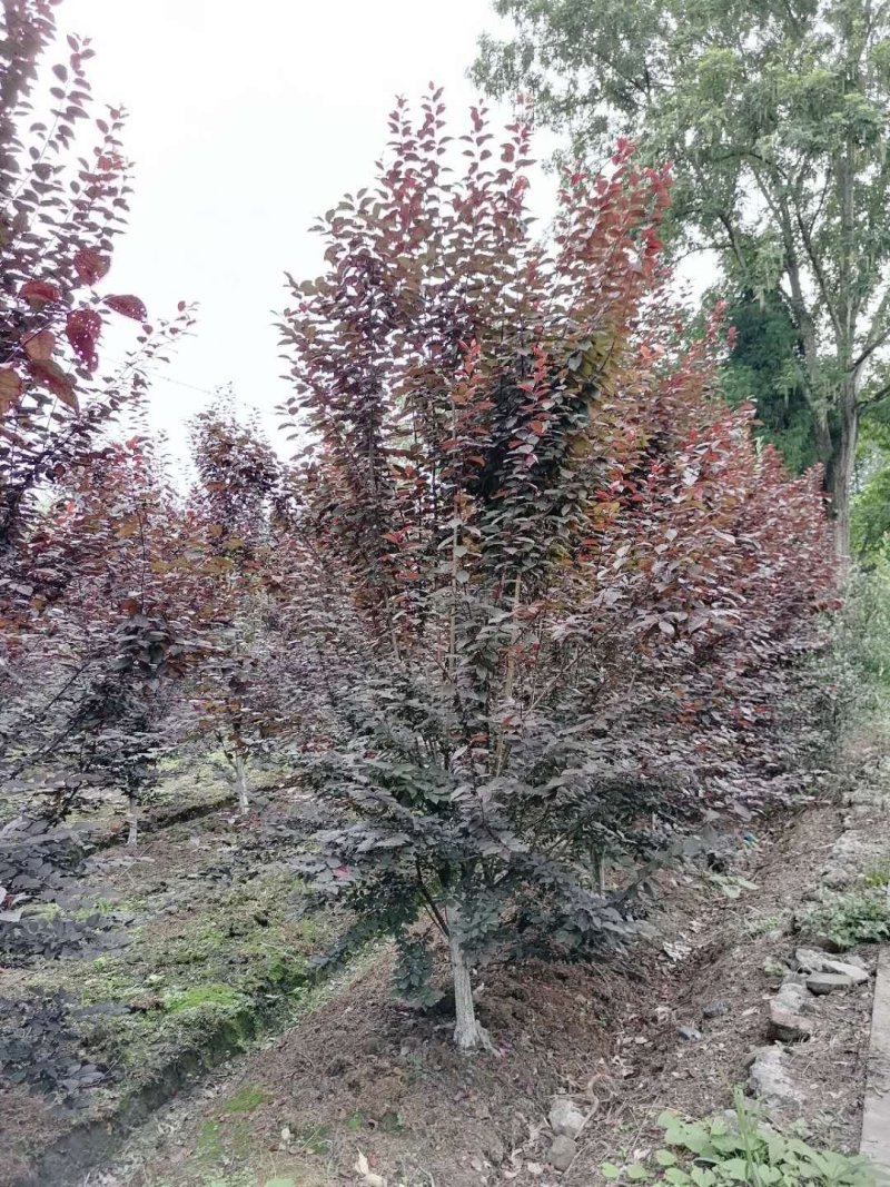 出售红叶李，地分枝红叶李，红叶李4-6公分