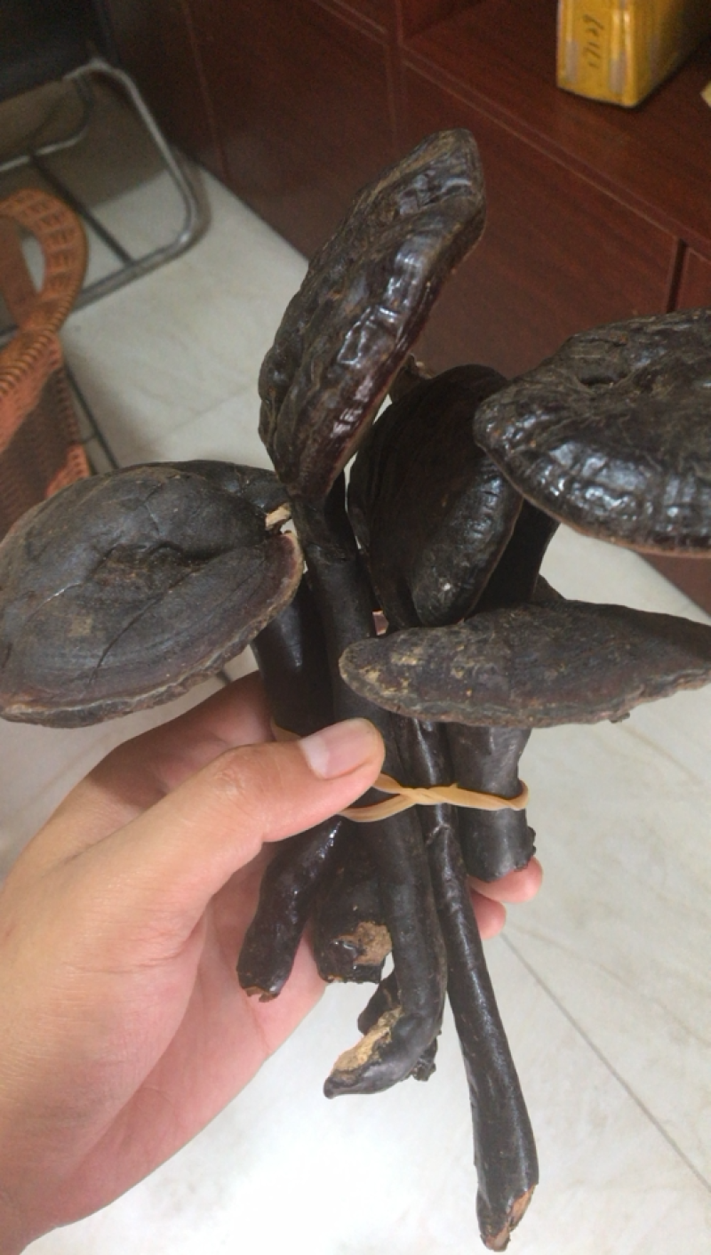 黑灵芝，野生黑芝，缅甸野生黑灵芝，灵芝含量