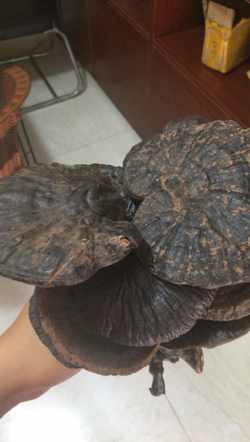 黑灵芝，野生黑芝，缅甸野生黑灵芝，灵芝含量