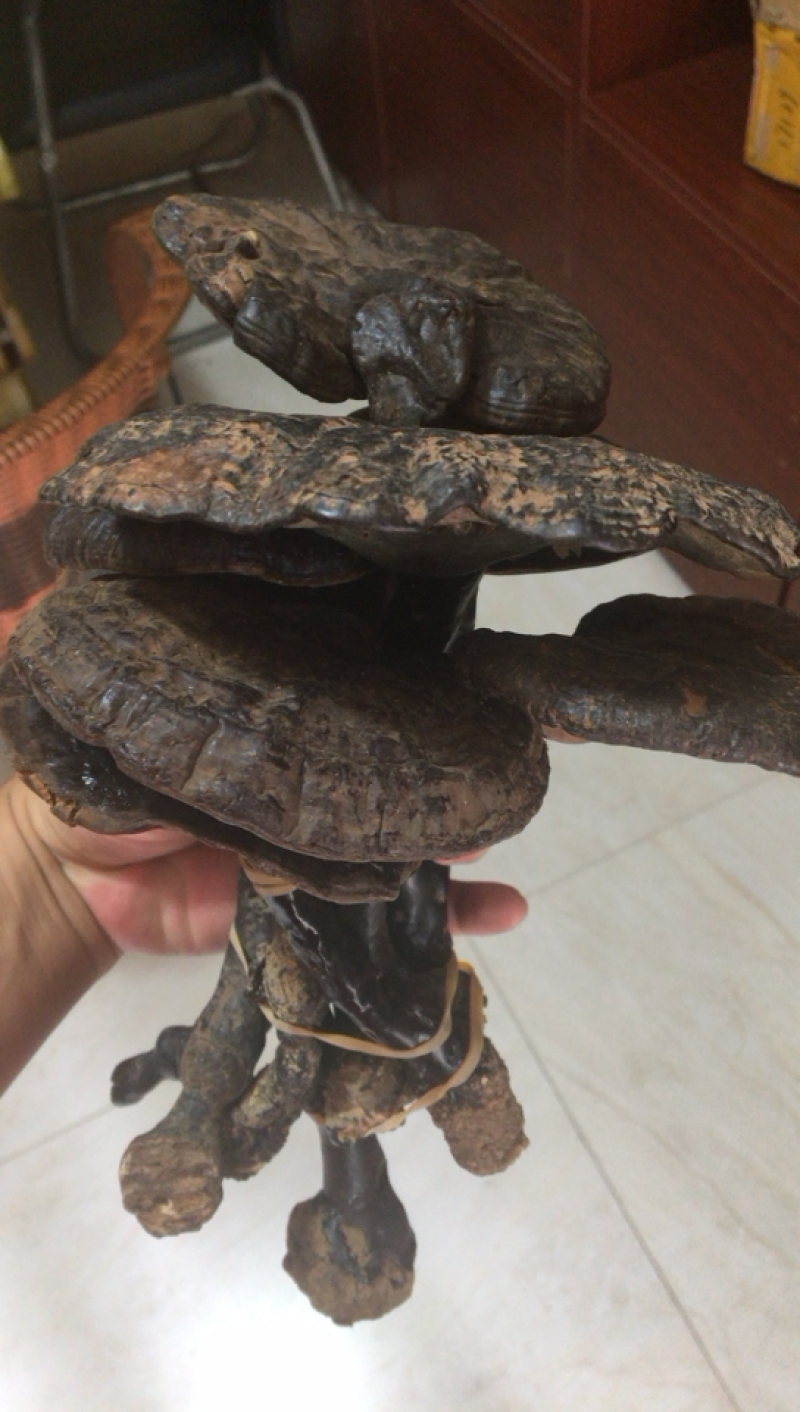 黑灵芝，野生黑芝，缅甸野生黑灵芝，灵芝含量