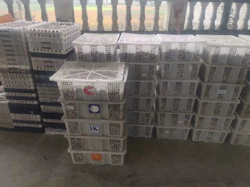自己家鹌鹑蛋，新鲜品质保证