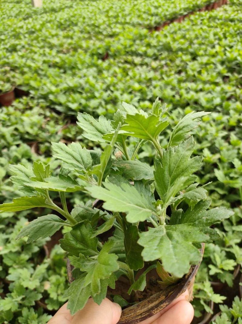 菊花苗大花菊花苗荷兰菊大菊花千头菊盆栽基地直发可视频看货