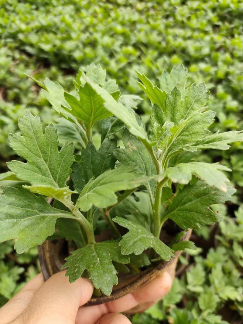 菊花苗大花菊花苗荷兰菊大菊花千头菊盆栽基地直发可视频看货