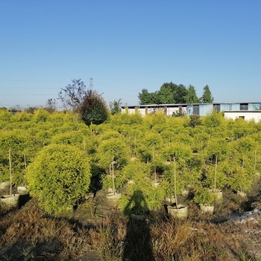 基地出售精品千层金笼子，成都精品千层金笼子袋苗