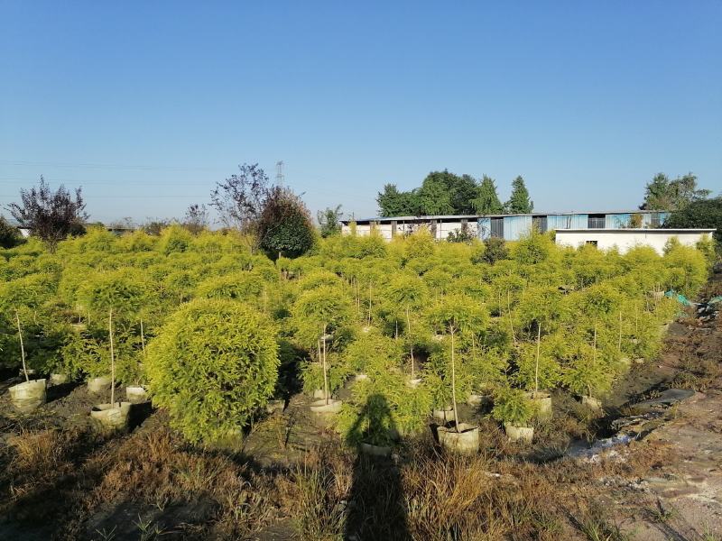 基地出售精品千层金笼子，成都精品千层金笼子袋苗