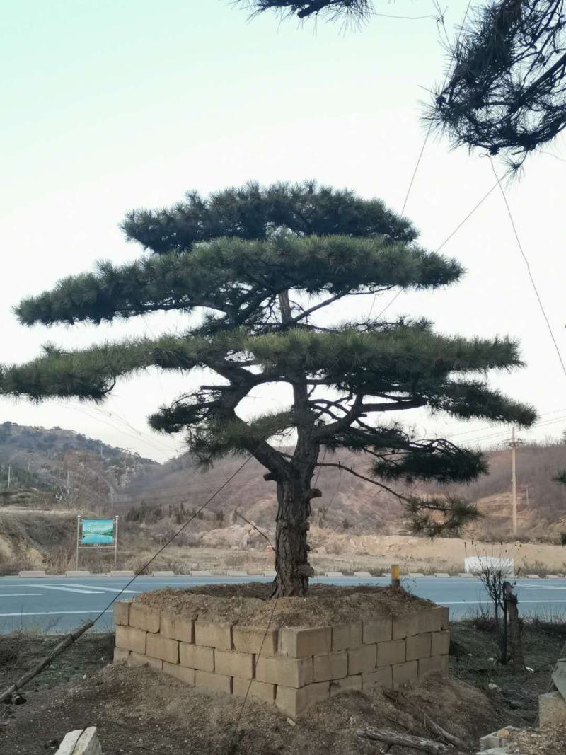 精品造型松树品种齐全保成活量大从优质量保证