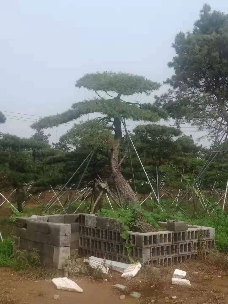 精品造型松树品种齐全保成活量大从优质量保证