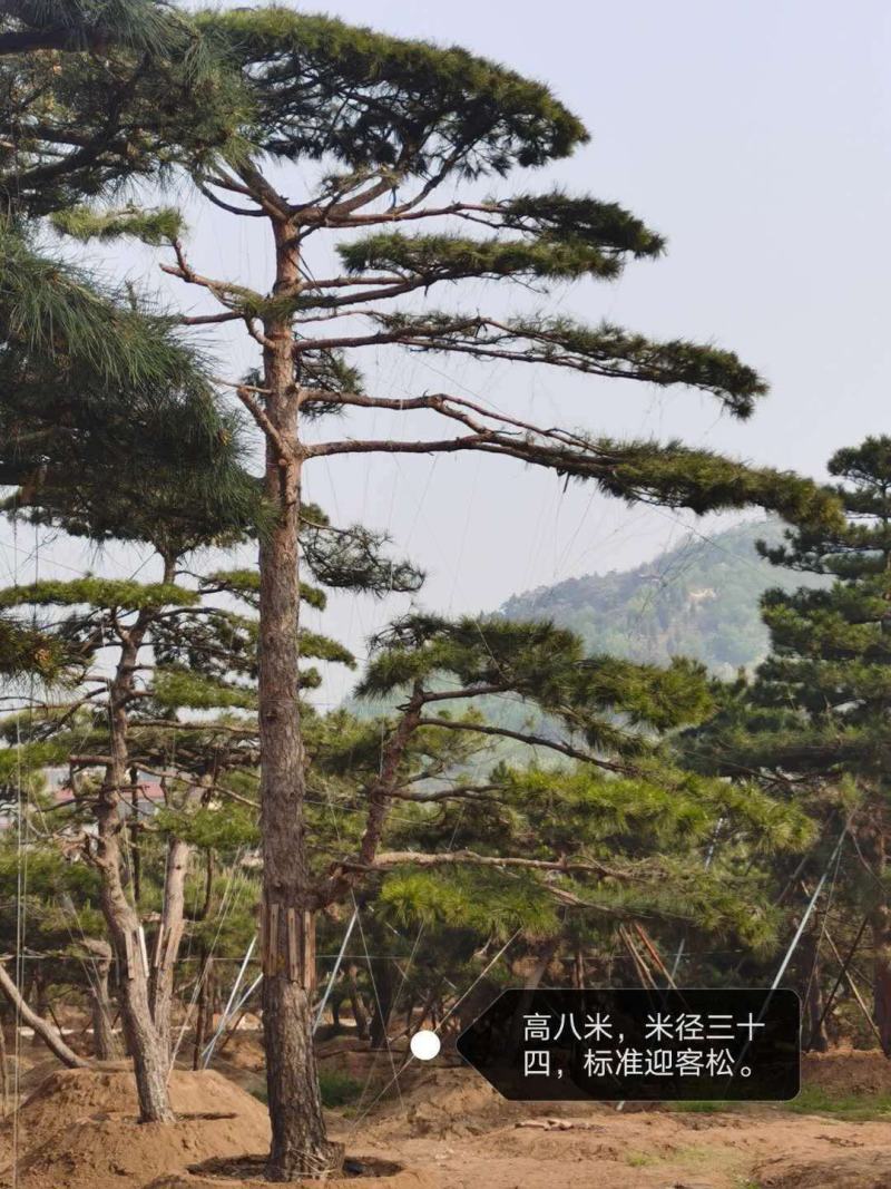 精品造型松树品种齐全保成活量大从优质量保证