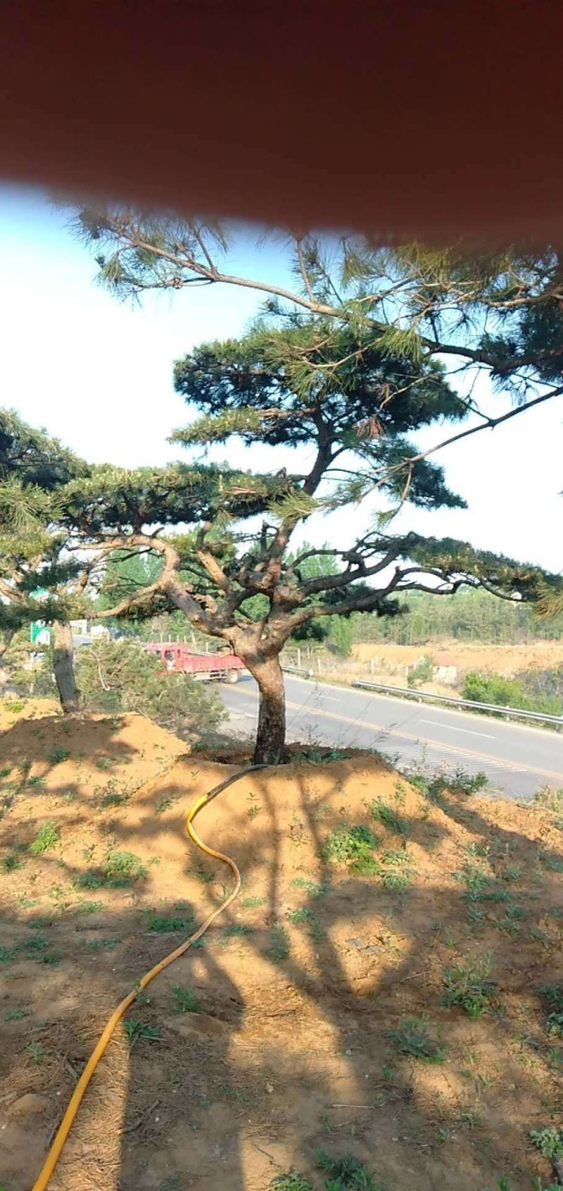 精品造型松树品种齐全保成活量大从优质量保证