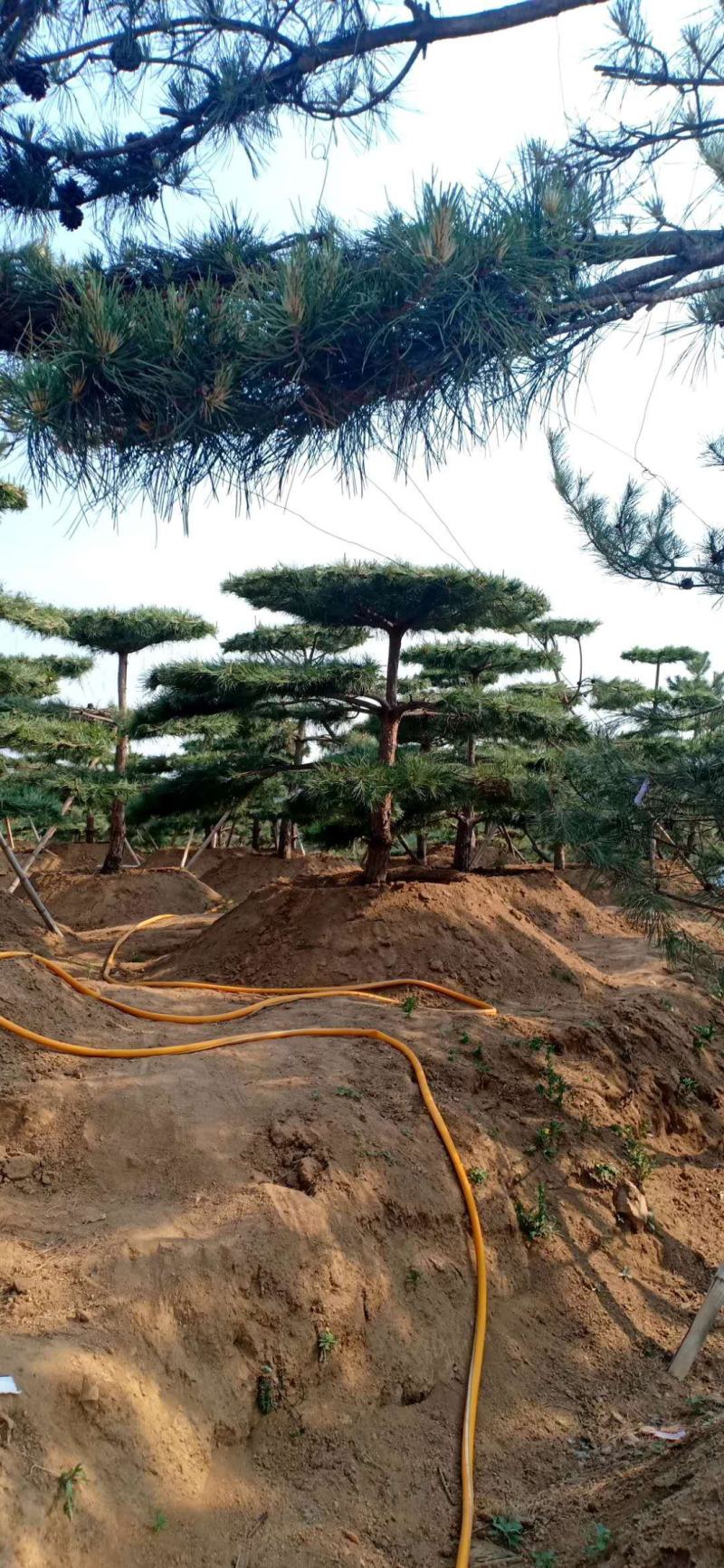 精品造型松树品种齐全保成活量大从优质量保证