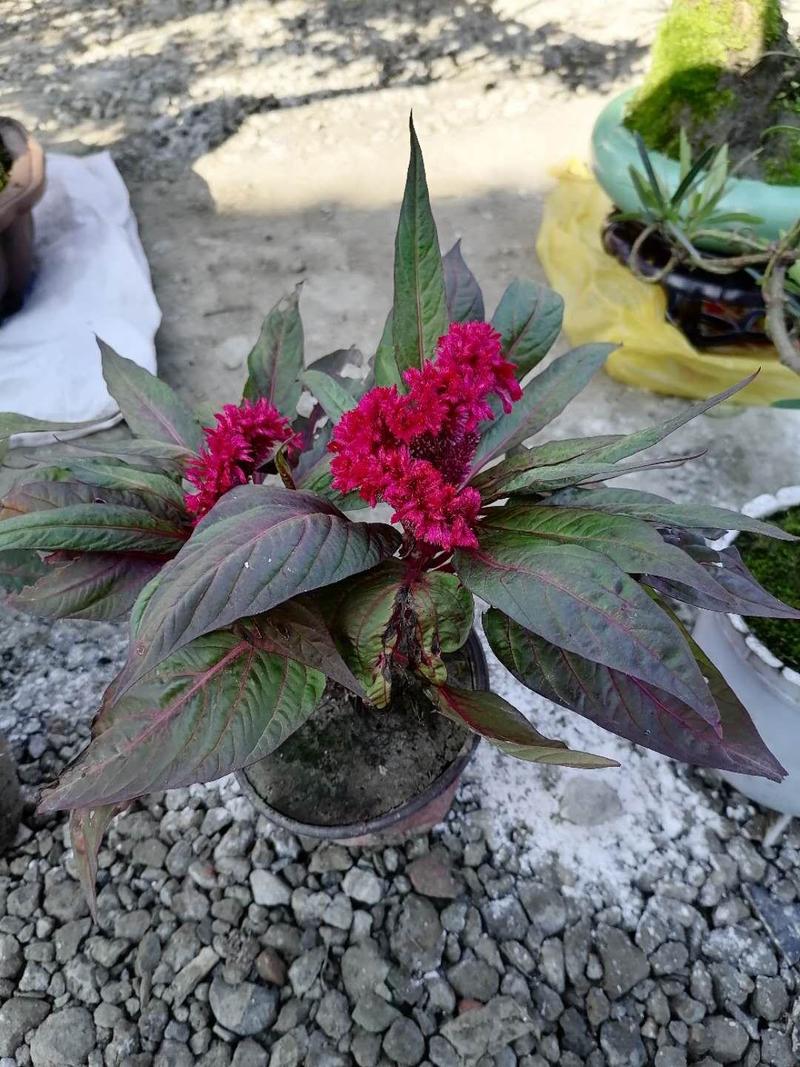 鸡冠花双色杯成都基地货源，鸡冠花双色杯图片