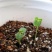 含羞草种子室内阳台植物四季易种花卉种子怕羞草害羞草花种