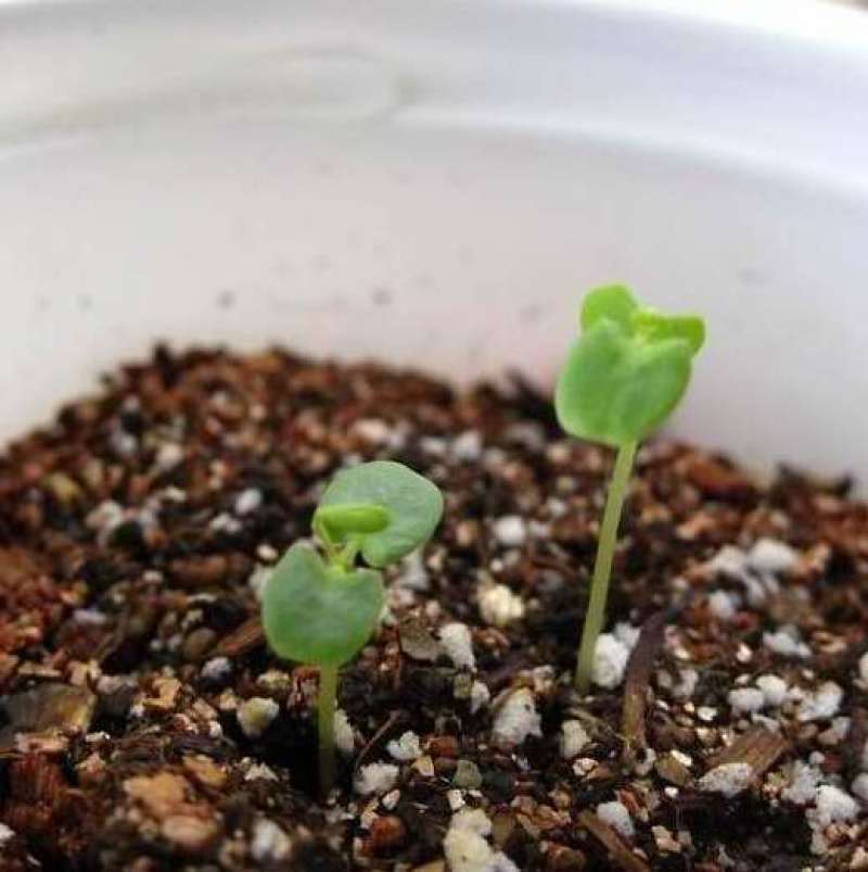 含羞草种子室内阳台植物四季易种花卉种子怕羞草害羞草花种