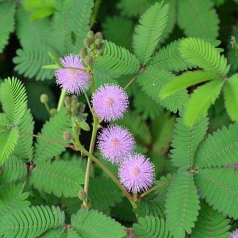 含羞草种子室内阳台植物四季易种花卉种子怕羞草害羞草花种