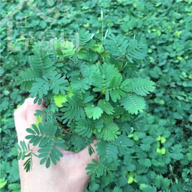 含羞草种子室内阳台植物四季易种花卉种子怕羞草害羞草花种