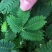 含羞草种子室内阳台植物四季易种花卉种子怕羞草害羞草花种