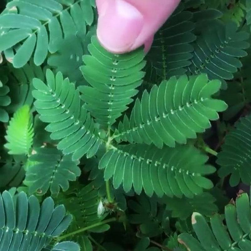 含羞草种子室内阳台植物四季易种花卉种子怕羞草害羞草花种
