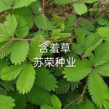 含羞草种子室内阳台植物四季易种花卉种子怕羞草害羞草花种
