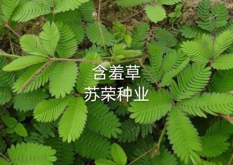 含羞草种子室内阳台植物四季易种花卉种子怕羞草害羞草花种