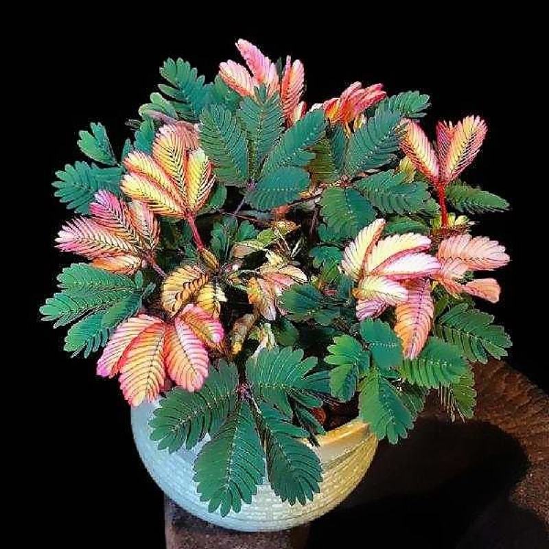 含羞草种子室内阳台植物四季易种花卉种子怕羞草害羞草花种