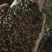 含羞草种子室内阳台植物四季易种花卉种子怕羞草害羞草花种