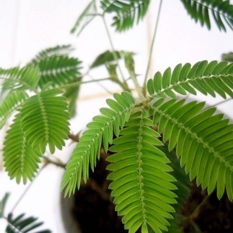 含羞草种子室内阳台植物四季易种花卉种子怕羞草害羞草花种