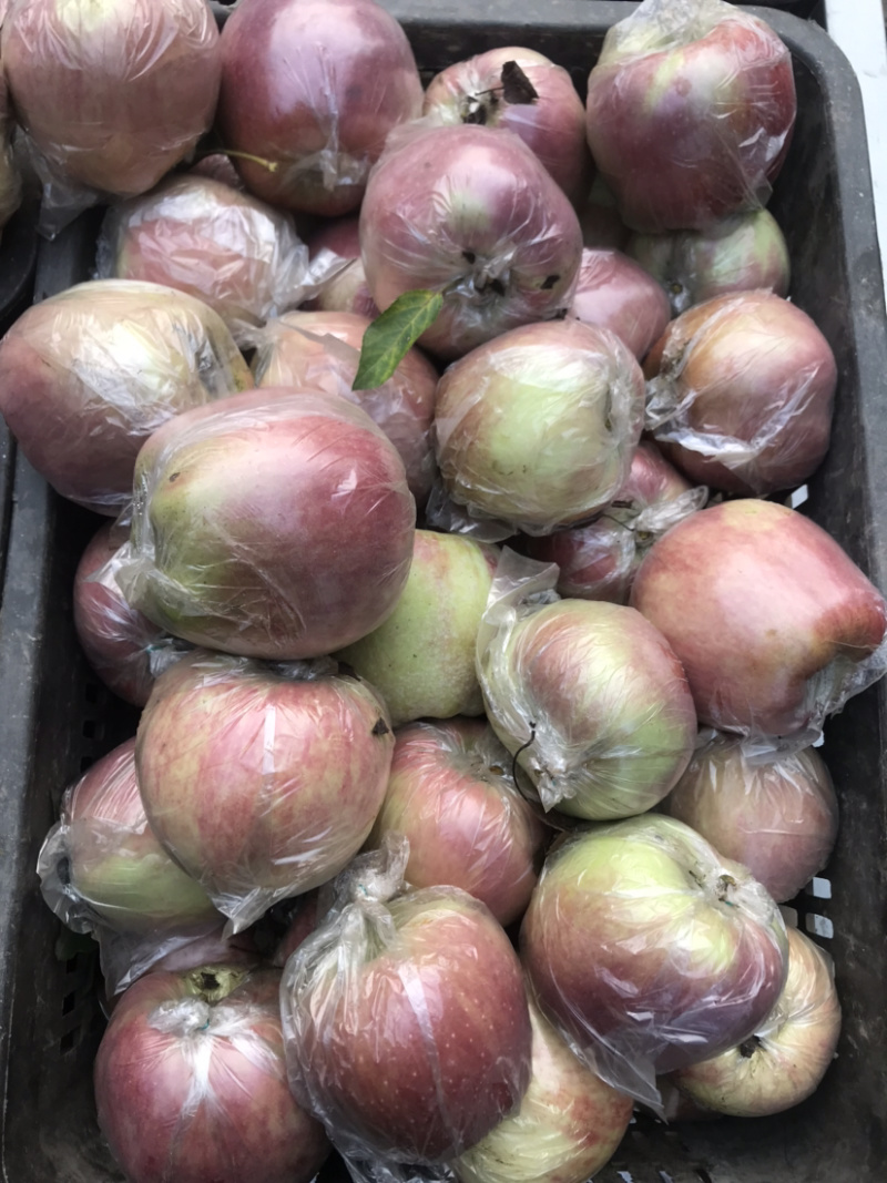 红星苹果大量走货供应中！货源充足，价格美丽！