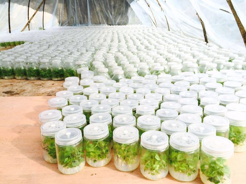 【包技术包回收】全新瓜蒌种苗优质高产高存活率签订收购合同