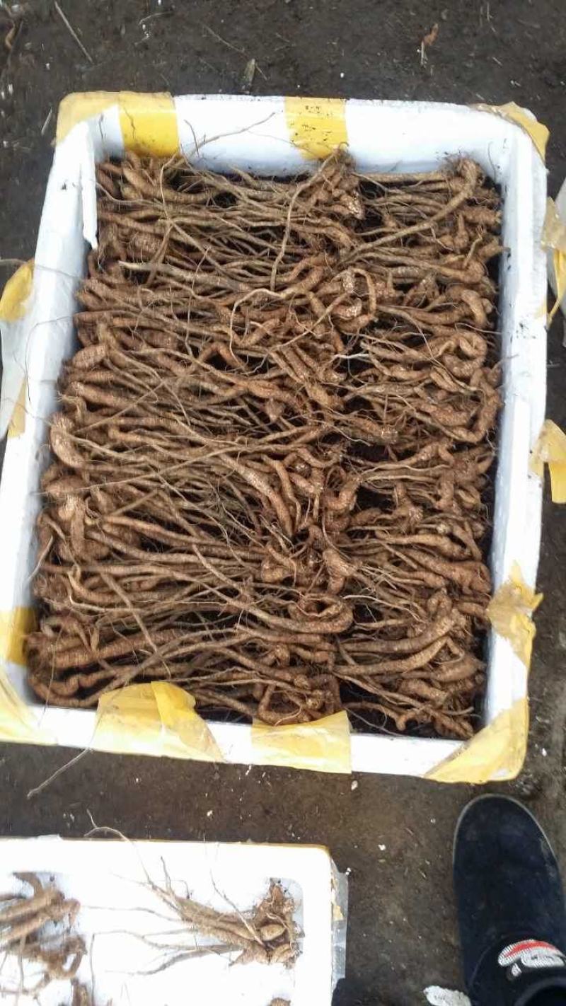 【包技术包回收】全新瓜蒌种苗优质高产高存活率签订收购合同