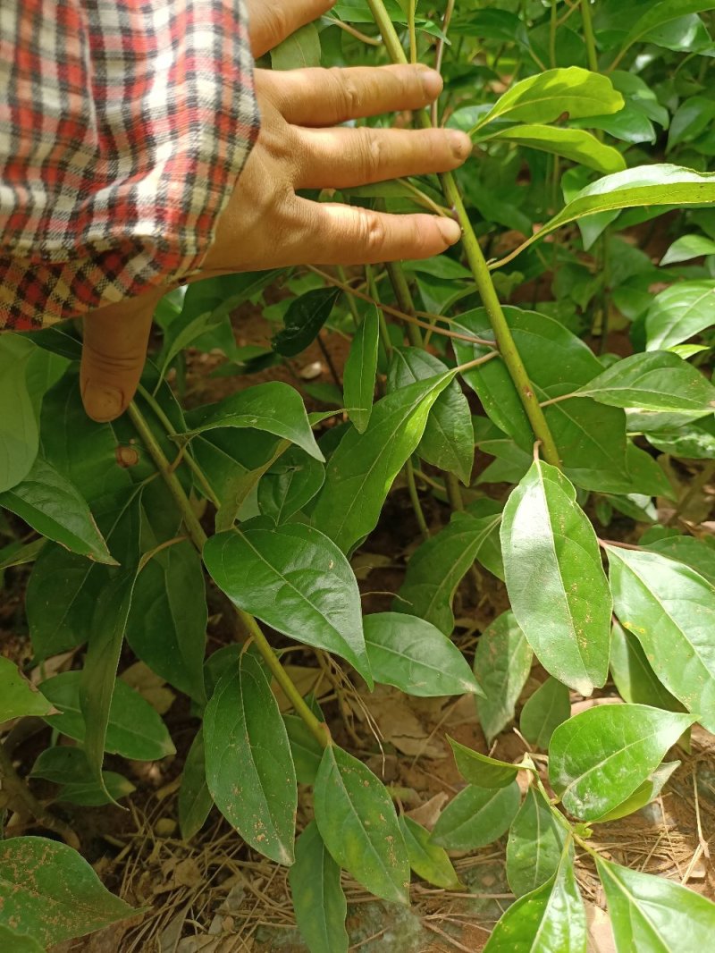 供应优质香樟苗香樟小苗香樟芽苗