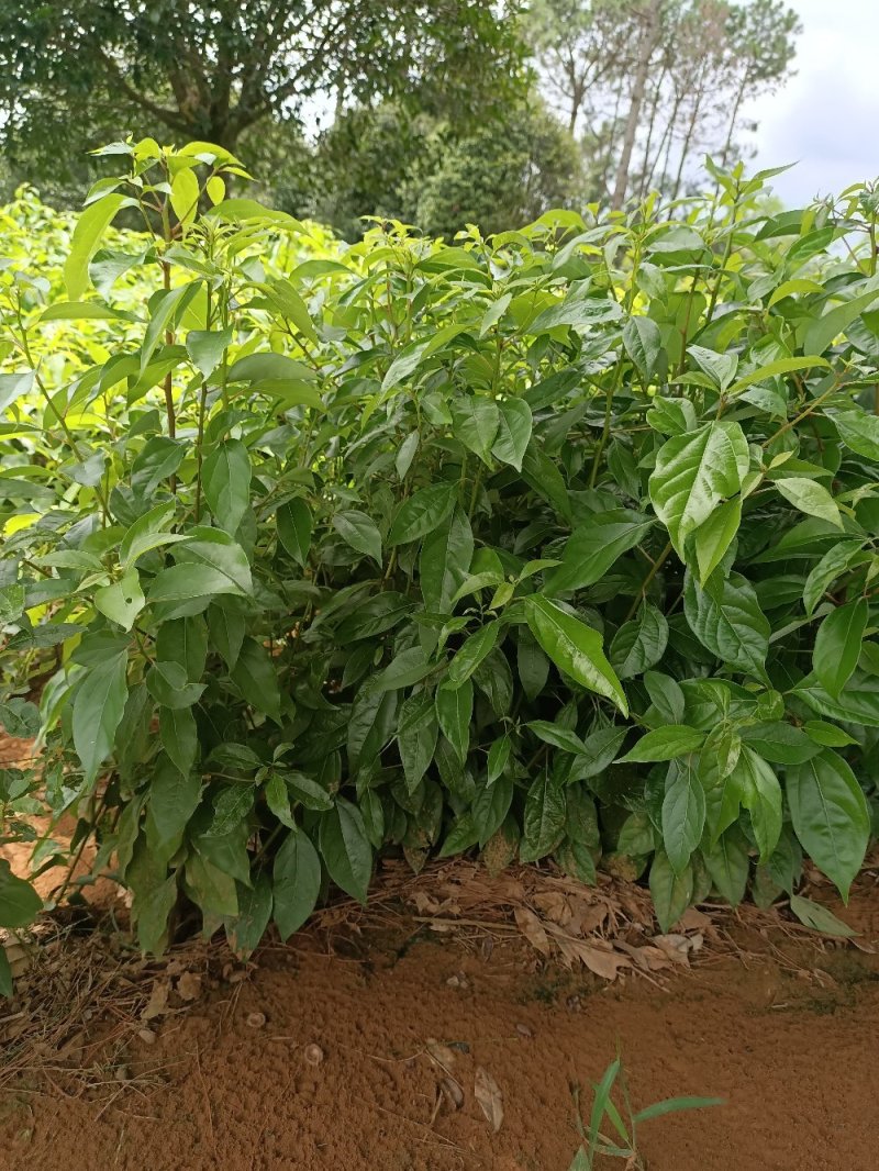 供应优质香樟苗香樟小苗香樟芽苗