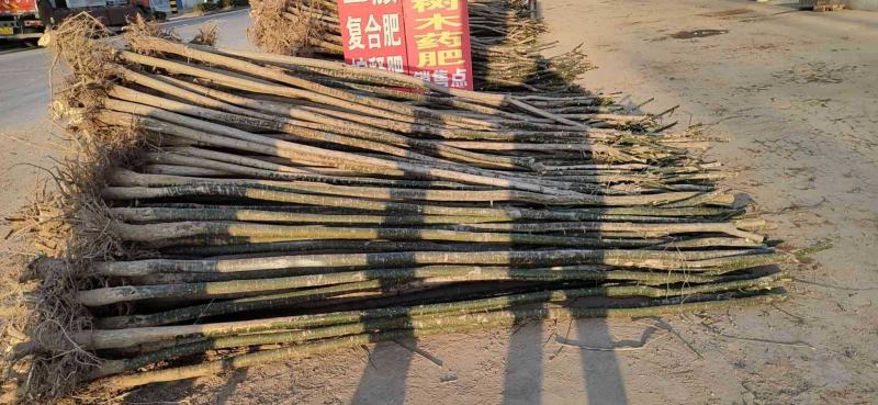 国槐，速生国槐，槐树，国槐苗，2公分6公分8公分10公