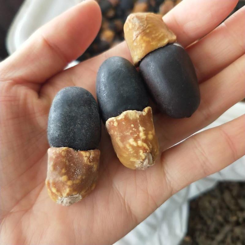 中药材缅伽缅茄菩提子野生阴阳果马牙果正品无硫新货