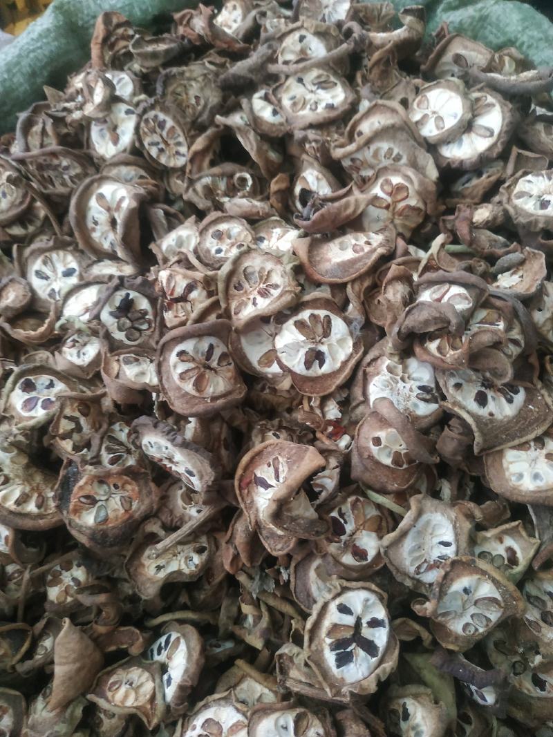 八月札～新货～1公斤起售～量大优惠～欢迎咨询采购