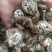八月札～新货～1公斤起售～量大优惠～欢迎咨询采购