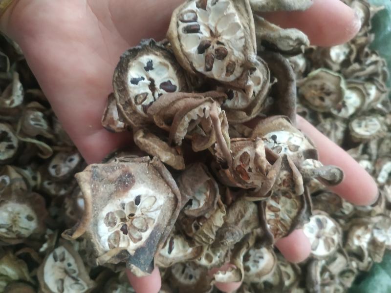 八月札～新货～1公斤起售～量大优惠～欢迎咨询采购